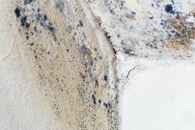 Professional Mold Removal in Warrensville Heights, OH